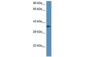 Western Blot showing C1qtnf2 antibody used at a concentration of 1. (C1QTNF2 Antikörper  (Middle Region))