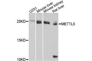 Western blot analysis of extracts of various cell lines, using METTL5 antibody (ABIN5996647) at 1/1000 dilution. (METTL5 Antikörper)