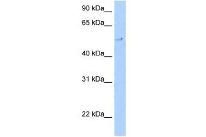 TERF2 antibody (20R-1063) used at 0. (TRF2 Antikörper  (C-Term))