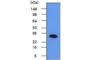 Western blot analysis The 293T cell lysates(50 µg) were resolved by SDS-PAGE, transferred to PVDF membrane and probed with anti-human Geminin (1:500). (Geminin Antikörper  (N-Term))