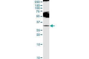 Immunoprecipitation of SLC5A1 transfected lysate using anti-SLC5A1 MaxPab rabbit polyclonal antibody and Protein A Magnetic Bead , and immunoblotted with SLC5A1 MaxPab rabbit polyclonal antibody (D01)