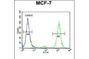Flow cytometric analysis of MCF-7 cells (right histogram) compared to a negative control cell (left histogram). (CNPY2/MSAP Antikörper  (C-Term))