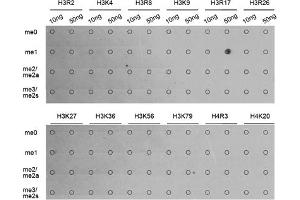 Dot-blot analysis of various methylation peptides using Monomethyl-Histone H3-R17 antibody (ABIN5969825). (Histone 3 Antikörper  (H3R17me))