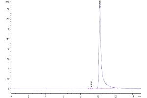 The purity of Human CCL7 is greater than 95 % as determined by SEC-HPLC. (CCL7 Protein (AA 24-99) (His tag))
