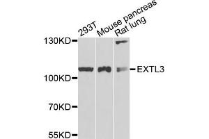 Western blot analysis of extracts of various cells, using EXTL3 antibody. (EXTL3 Antikörper)