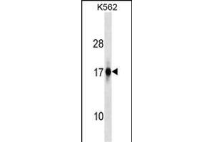 ZFAND2A Antibody (Center) (ABIN1538575 and ABIN2849539) western blot analysis in K562 cell line lysates (35 μg/lane). (ZFAND2A Antikörper  (AA 70-99))