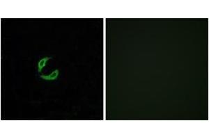Immunofluorescence (IF) image for anti-Olfactory Receptor 2K2 (OR2K2) (AA 241-290) antibody (ABIN2890986) (OR2K2 Antikörper  (AA 241-290))