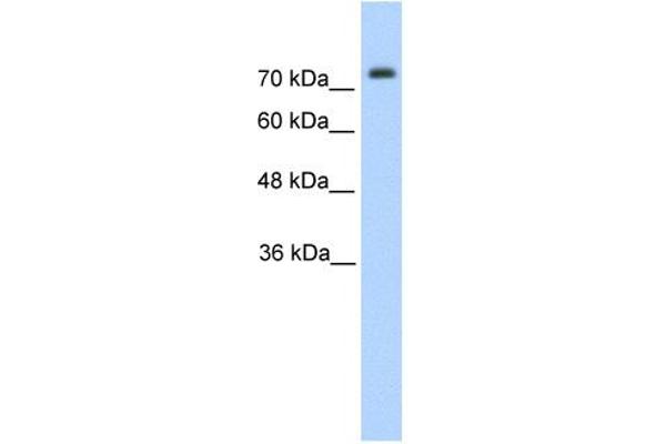 Pannexin 2 Antikörper  (N-Term)