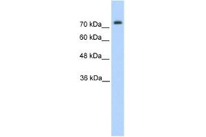 WB Suggested Anti-PANX2 Antibody Titration:  1.