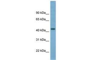 Image no. 1 for anti-Tripartite Motif Containing 31 (TRIM31) (C-Term) antibody (ABIN6741948) (TRIM31 Antikörper  (C-Term))