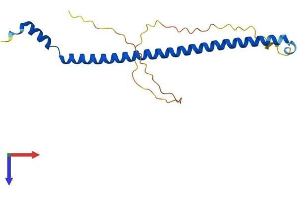 C19orf50 Protein (AA 1-177) (His tag)