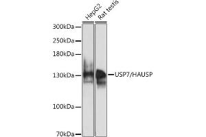 Western blot analysis of extracts of various cell lines, using USP7/HAUSP antibody (ABIN6132279, ABIN6150031, ABIN6150033 and ABIN6217612) at 1:1000 dilution. (USP7 Antikörper  (AA 206-1102))