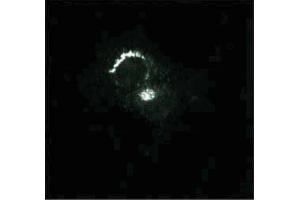 Immunofluorescence staining of PSFK-1 cells (Human neuroectodermal tumor line, ATCC CRL-2060). (Syntaxin 6 Antikörper  (AA 6-136))