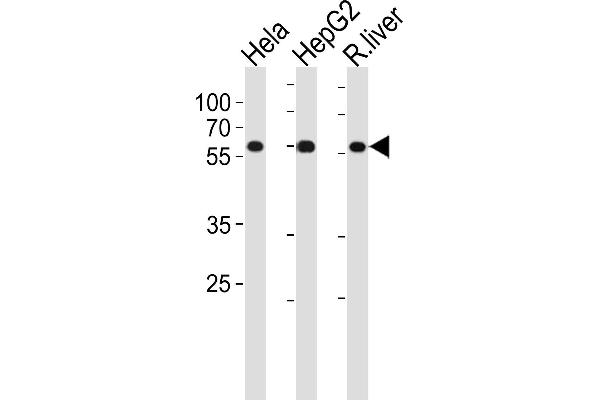 POLD2 Antikörper  (AA 237-265)
