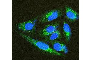 IF analysis of TXN2 using anti-TXN2 antibody (ABIN7602150). (TXN2 Antikörper  (AA 60-166))