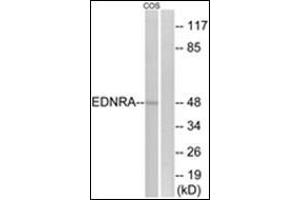 Western blot analysis of extracts from COS7 cells, using EDNRA Antibody . (Endothelin-1 Receptor Antikörper  (C-Term))