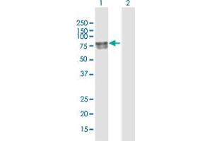 Western Blot analysis of DBH expression in transfected 293T cell line by DBH MaxPab polyclonal antibody. (DBH Antikörper  (AA 1-603))