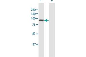Western Blot analysis of UNC45B expression in transfected 293T cell line by UNC45B MaxPab polyclonal antibody. (UNC45B Antikörper  (AA 1-850))