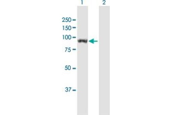 UNC45B antibody  (AA 1-850)