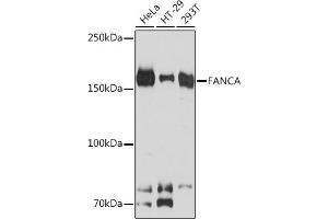 Western blot analysis of extracts of various cell lines, using FANCA Rabbit mAb (ABIN7267124) at 1:1000 dilution. (FANCA Antikörper)