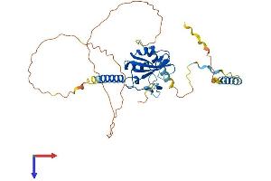 C7orf64 Protein (AA 1-371) (His tag)