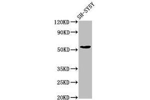 Western Blot Positive WB detected in: SH-SY5Y whole cell lysate All lanes: MZF1 antibody at 7. (MZF1 Antikörper  (AA 186-354))