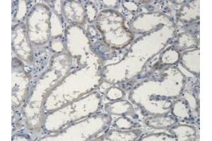 IHC-P analysis of Human Kidney Tissue, with DAB staining. (Apolipoprotein L 2 Antikörper  (AA 186-337))