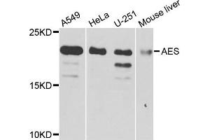 Western blot analysis of extracts of various cells, using AES antibody. (AES Antikörper)