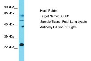 Host: Rabbit Target Name: JOSD1 Sample Tissue: Human Fetal Lung Antibody Dilution: 1ug/ml (JOSD1 Antikörper  (N-Term))