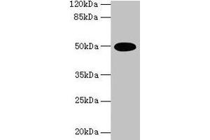 Western blot All lanes: TUFM antibody at 2 μg/mL + U251 whole cell lysate Secondary Goat polyclonal to rabbit IgG at 1/10000 dilution Predicted band size: 50 kDa Observed band size: 50 kDa (TUFM Antikörper  (AA 46-290))