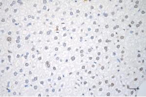 Immunohistochemistry was performed on paraffin-embedded mouse liver using RAD51 recombinase antibody (ABIN7798367), 1:200). (Rekombinanter RAD51 Antikörper)