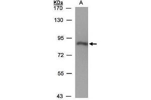 WB Image Sample(30 ug whole cell lysate) A:HeLa S3, 7. (POR Antikörper  (N-Term))