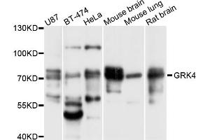 Western blot analysis of extracts of various cell lines, using GRK4 antibody (ABIN5997844) at 1/1000 dilution. (GRK4 Antikörper)