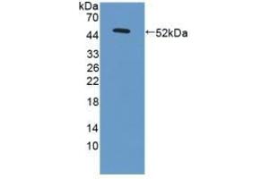LAMC3 antibody  (AA 901-1100)