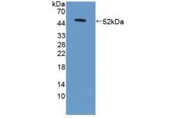 LAMC3 antibody  (AA 901-1100)