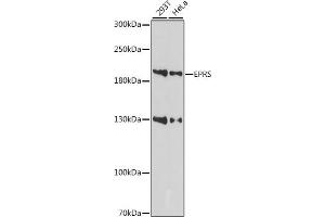 Western blot analysis of extracts of various cell lines, using EPRS antibody (ABIN7267432) at 1:1000 dilution. (EPRS Antikörper  (AA 900-1000))