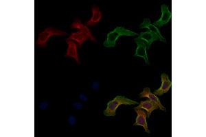 ABIN6261680 and ABIN6268889 staining Hela cells by IF/ICC. (FAS Antikörper  (C-Term))
