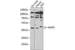Western blot analysis of extracts of various cell lines, using  Antibody (ABIN6129179, ABIN6136708, ABIN6136710 and ABIN6222176) at 1:1000 dilution. (AKAP5 Antikörper  (AA 1-270))