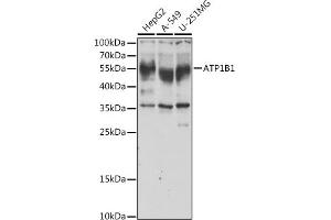 Western blot analysis of extracts of various cell lines, using B1 antibody (ABIN6127389, ABIN6137306, ABIN6137309 and ABIN6221475) at 1:1000 dilution. (ATP1B1 Antikörper  (AA 63-303))