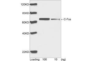Western blot analysis of human C-Fos recombinant protein using Rabbit Anti-C-Fos Polyclonal Antibody (ABIN399020, 1 µg/mL) The signal was developed with IRDyeTM 800 Conjugated Goat Anti-Rabbit IgG. (c-FOS Antikörper  (AA 250-300))
