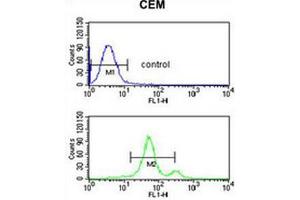 ACCN2 Antibody (C-term) flow cytometric analysis of CEM cells (bottom histogram) compared to a negative control cell (top histogram).