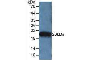Detection of Recombinant APOA5, Human using Polyclonal Antibody to Apolipoprotein A5 (APOA5) (APOA5 Antikörper  (AA 167-335))