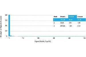 Analysis of Protein Array containing more than 19,000 full-length human proteins using Mouse Vinculin Monoclonal Antibody (VCL/2575) Z- and S- Score: The Z-score represents the strength of a signal that a monoclonal antibody (MAb) (in combination with a fluorescently-tagged anti-IgG secondary antibody) produces when binding to a particular protein on the HuProtTM array.