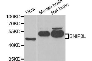 Western Blotting (WB) image for anti-BCL2/adenovirus E1B 19kDa Interacting Protein 3-Like (BNIP3L) antibody (ABIN1980299) (BNIP3L/NIX Antikörper)