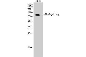 Western Blotting (WB) image for anti-Peroxisome Proliferator-Activated Receptor gamma (PPARG) (pSer112) antibody (ABIN3182214) (PPARG Antikörper  (pSer112))
