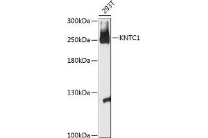Western blot analysis of extracts of 293T cells, using KNTC1 antibody (ABIN6128162, ABIN6142987, ABIN6142988 and ABIN6216914) at 1:3000 dilution. (KNTC1 Antikörper  (AA 900-1100))