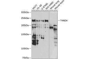 Western blot analysis of extracts of various cell lines, using THADA antibody (ABIN6133115, ABIN6149103, ABIN6149104 and ABIN6222943) at 1:1000 dilution. (THADA Antikörper  (AA 1684-1953))