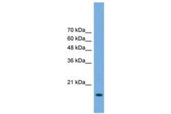 POP5 antibody  (AA 71-120)