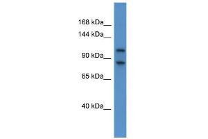 WB Suggested Anti-Nbr1 Antibody Titration: 0. (NBR1 Antikörper  (C-Term))