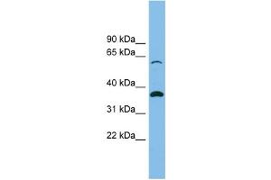 SLC25A4 Antikörper  (N-Term)